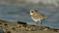 Charadrius alexandrinus